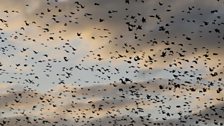 Starlings