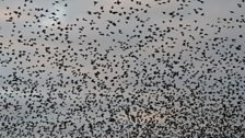 Starlings