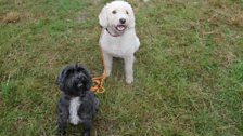 Competitors for the Dog Agility Competition