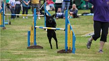 The Castlewellan Show