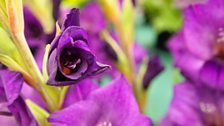 Gladioli in The Floral Marquee