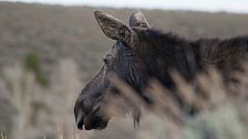 Meandering moose