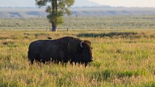 Bison bystander