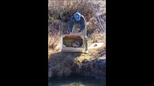 Beaver release