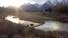 Moose encounters