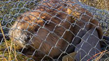 Caged beaver