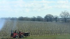 The vineyard at Gusbourne Estate