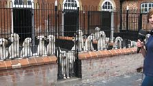 The hounds certainly seemed very excited to see Kirsteen!