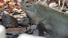 Turks and Caicos Rock Iguana - Close up