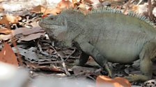 Rock Iguana in Little Water Cay, Turks and Caicos Islands