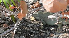 A rock iguana taking shelter