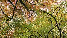 Trees in Dorothea Slate Quarry