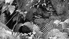 Ferns, at Dorothea Slate Mine