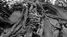 Tangled strands of ivy cover Dorothea Slate Mine