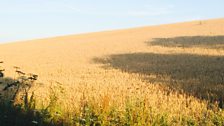 Organic wheat harvest with no tramlines; Courtesy of Charles Mullins