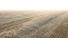 Morning Oat Straw; Courtesy of Charles Pardoe