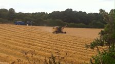 Harvesting barley at Budleigh Salterton; Courtesy of Alan Oxer