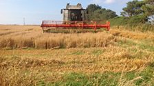 Harvesting oats, Cornwall; Courtesy of Simon Waterhouse