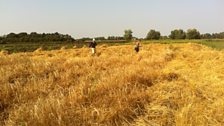 Harvesting barley with scythes on Willow Farm, Cambridgeshire, as part of the Cambridge CropShare community farming project