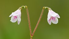 The Twinflower