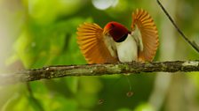 A King Bird of Paradise performs an open winged display.  © Tim Laman/naturepl.com.