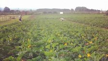 Courgettes in Gloucestershire