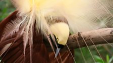 A captive Greater Bird of Paradise bows during his courtship display. Al Wabra Wildlife Preservation, Qatar.