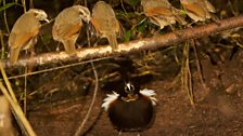 Five drab females judge the display of a male Queen Carola’s Parotia from their specially chosen “viewing gallery”.