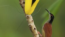 The male Twelve-Wired Bird of Paradise uses his “wires” to brush the face of the female during the courtship ritual.