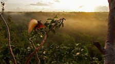 In the plumed birds such as the Greater Bird of Paradise, males display in the forest canopy, in groups known as leks.