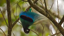 The Blue Bird of Paradise was originally named after the Crown Prince of Austria, Prince Rudolf. © Tim Laman/naturepl.com.