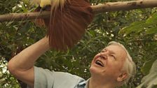 56 years after his first encounter with a Bird of Paradise in the wild, David Attenborough gets a close up view of one.