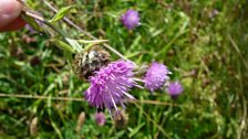 Knapweed