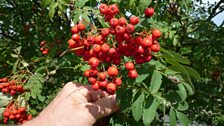 The rowan berries