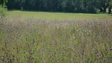 The field of knapweed at High Ash Farm