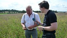 Chris tells Paul about the knapweed