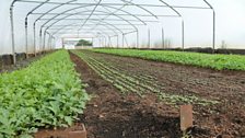 Poly Tunnels in the City