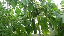 Cucumbers growing at The Castle and Gardens of Mey