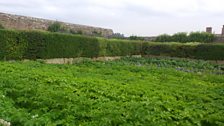 Potatoes in the walled garden