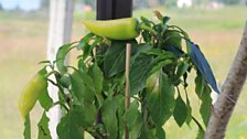 Chilli growing in the bus sheleter