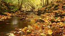 Glencorse Burn in Autumn