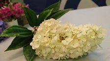 A Hydrangea Paniculata alongside a Vibernum Leaf