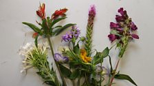 A range of the blooms that Averil Milligan brought in this morning.