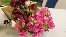 A host of pink and fushcia Sweetpea blooms of both the everlasting and annual variety