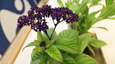 A close-up shot of a potted Heliotrope Marine