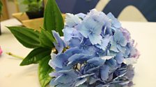 Close-up shot of a Blue Mophead Hydrangea