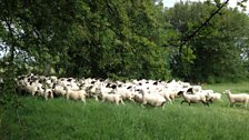 Sheep making a dash for it through the fields