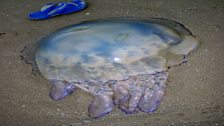 Barrel Jellyfish