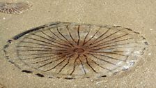 Compass Jellyfish