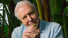 Sir David and the red-eyed tree frog